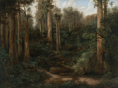 A Sassafras Gully, Gippsland by Isaac Whitehead